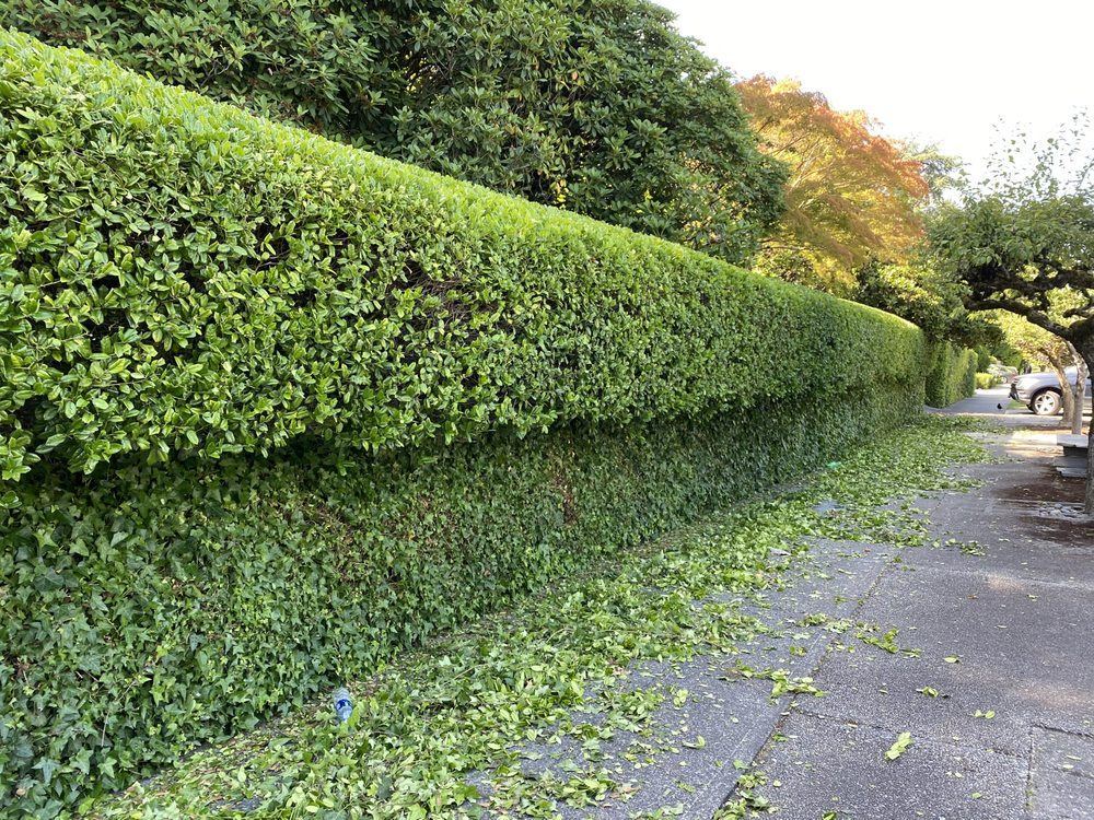 Hedge being trimmed along a sidewalk