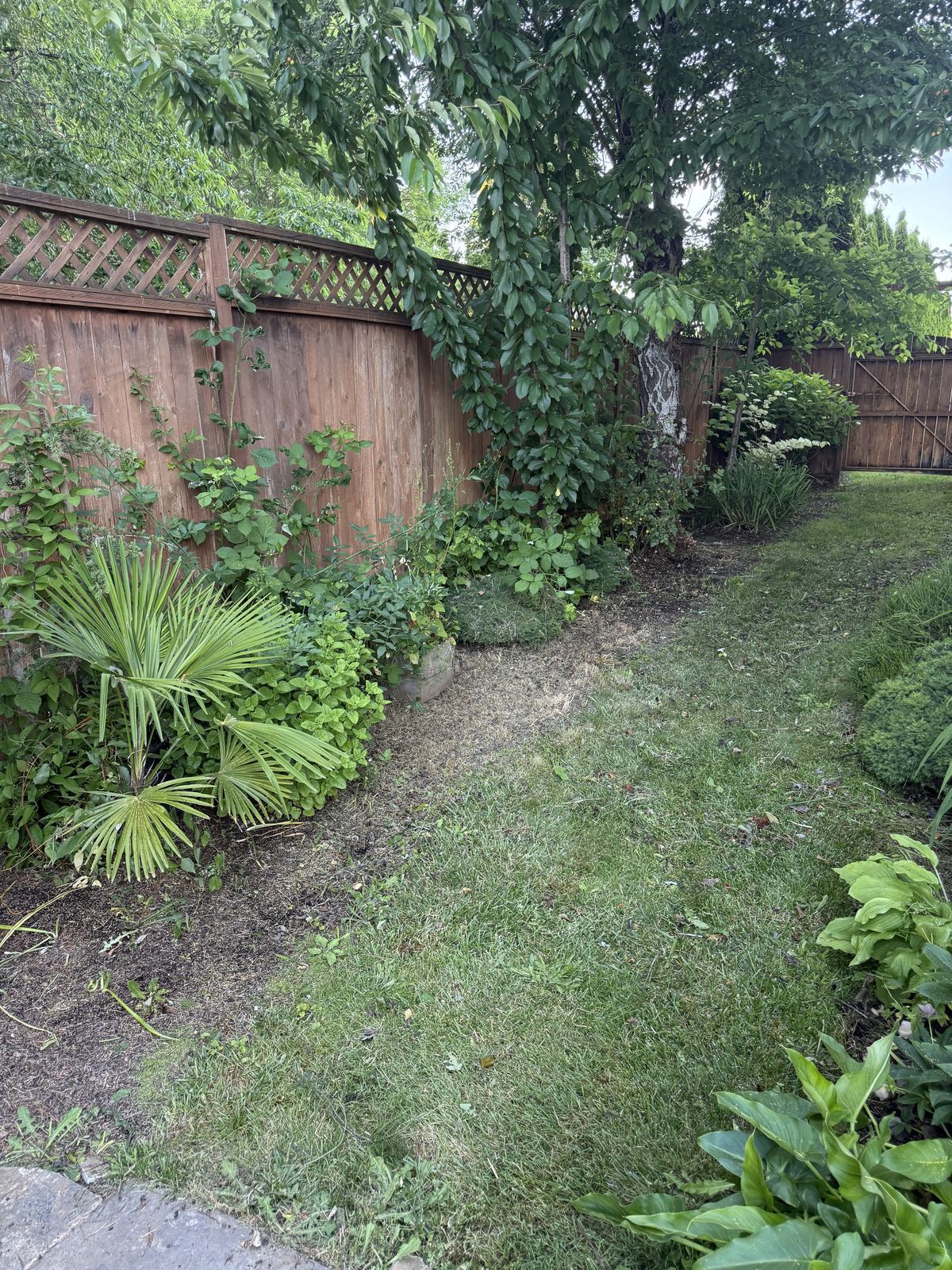 Same backyard mowed and tidied after cleanup