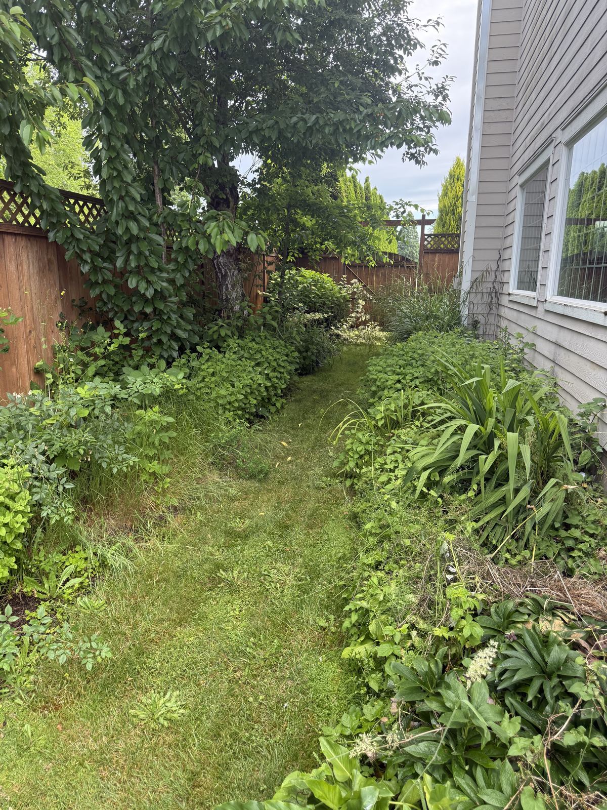 Overgrown backyard near deck before cleanup