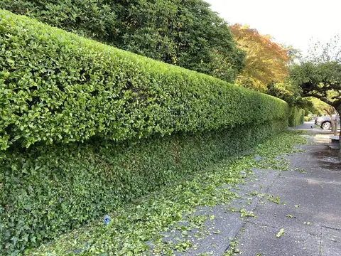 A long street-side hedge freshly sheared flat along the sidewalk