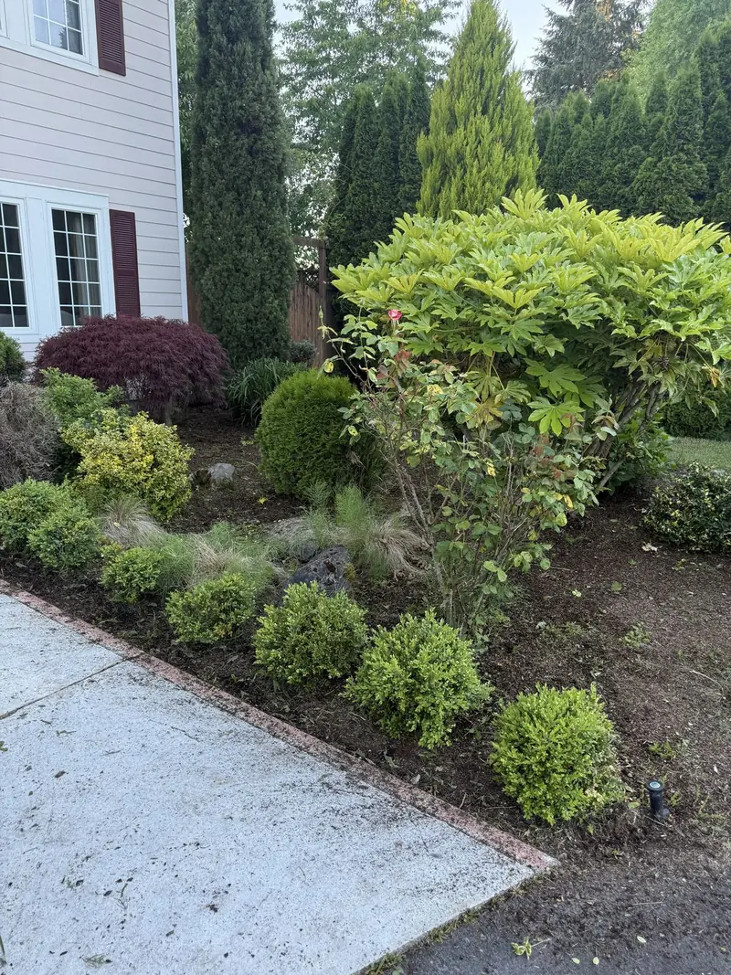 Front yard beds cleaned up and tidy along the walkway